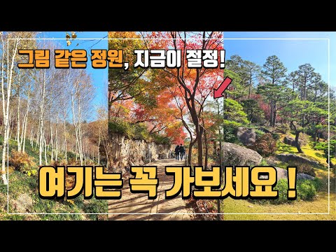 🌳 매년 찾는 최고의 숲 트레킹 코스, 놓치면 후회할 명소 | 가을 절경을 만날 수 있는 완벽한 장소! | 모노레일 없이 즐기는 산책코스 | 화담숲 풀코스 리뷰 | 국내여행