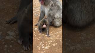 Baby monkey born this month🐒 今月生まれたばかりの赤ちゃん猿🐵