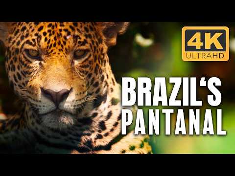 Pantanal: South America's Nature at Its Wildest  | 4K UHD Documentary