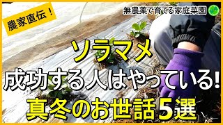 【そら豆栽培】失敗しないために冬の間にやるべきお世話5選【有機農家直伝！無農薬で育てる家庭菜園】　24/12/26