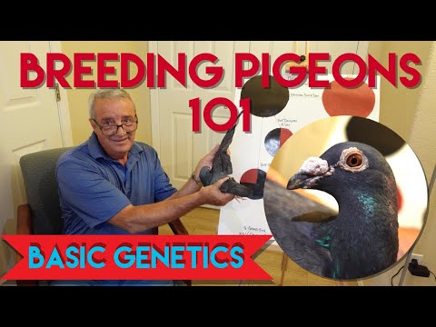 Breeding Pigeons 101 #pigeonbreeding #pigeonrace #pigeons