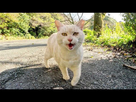 Cream cat talks to humans in a cute voice and lies down