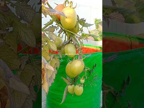 itne sare tamatar #terracegarden #tomato #gardening #shorts