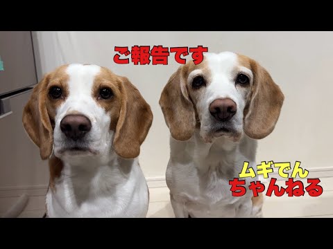 【ビーグル犬】ご報告