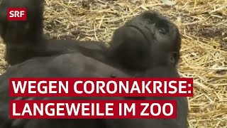 Gelangweilte Affen im Zoo leiden wegen dem Coronavirus | Reportage | SRF News