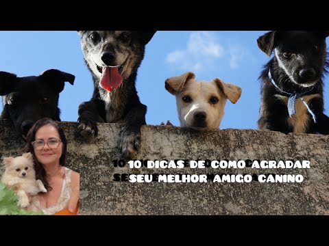 CACHORRO FELIZ: 10 DICAS DE COMO AGRADAR SEU MELHOR AMIGO CANINO !