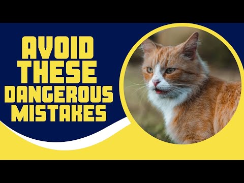 6 Dangerous Mistakes Cat Owners Should Never Make