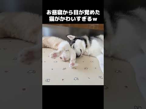 お昼寝から目が覚めた猫がかわいすぎる...笑#shots #cat