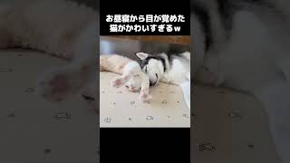 お昼寝から目が覚めた猫がかわいすぎる...笑#shots #cat