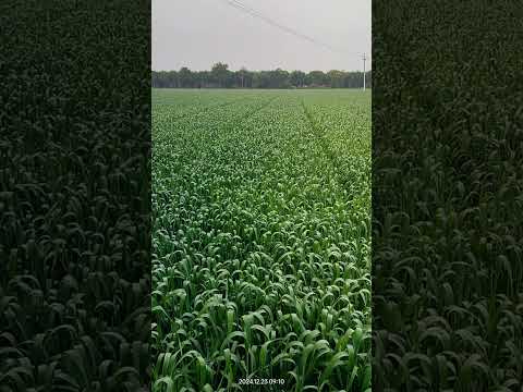 Gahu ki kheti kam kharch me kese kare #farming #agriculture #kisan #gahu