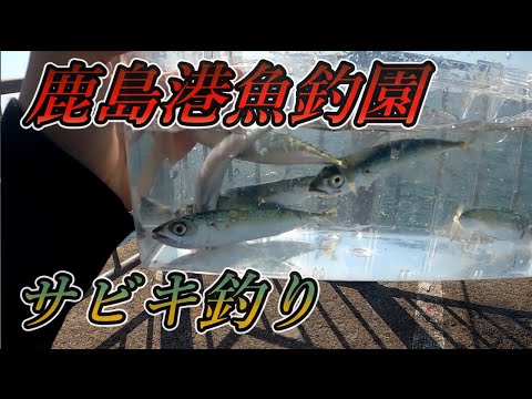 【サビキ釣り】サビキ釣り 鹿島港魚釣園（かしまこううおつりえん） サビキ釣りで爆釣！！