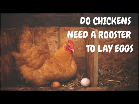 Do Chickens Need A Rooster To Lay Eggs