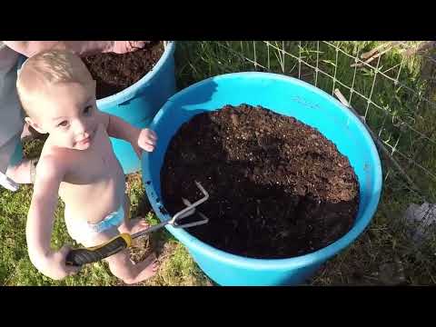 Planting Lettuce and Our Future Farmer