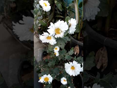 White Chandramallika  #karigardidi #shorts  #minivlog  #viralshort #subscribers #flowers