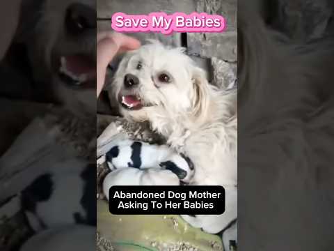 Abandoned Dog ask To follow Her & Save Her Babies #dogrescue