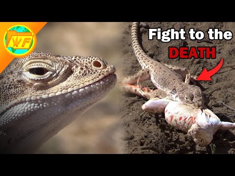 Cannibal Lizard ATTACKS Pregnant Female! The LEOPARD LIZARD