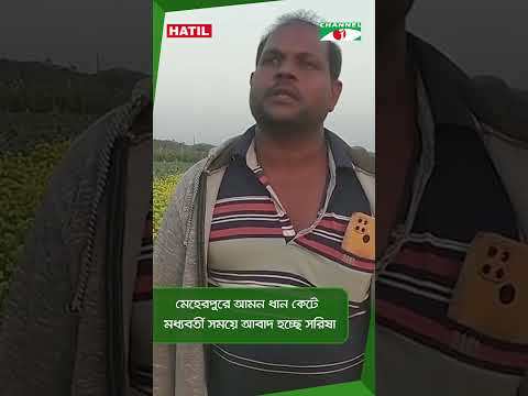 মেহেরপুরে আমন ধান কেটে মধ্যবর্তী সময়ে আবাদ হচ্ছে সরিষা || Channel i News