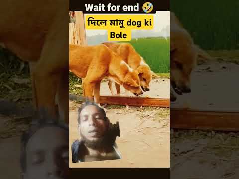 দিলে মামু docchi Bole #motivation #video #funny #cat