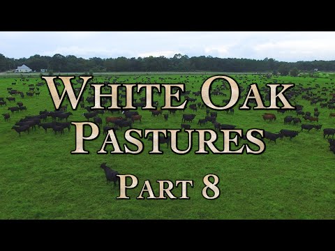 White Oak Pastures: A Model Regenerative Farm Part 8