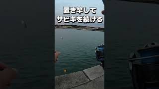 サビキで釣った豆アジの泳がせ釣りで魚が釣れた？ #shorts #泳がせ釣り