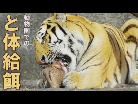 【動物園で広がると体給餌の取組】飼育動物の野生に近いお食事タイム