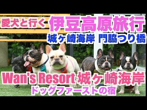 愛犬と伊豆高原旅行 【 フレンチブルドッグ french_bulldog 】 Wan's Resort 城ヶ崎海岸