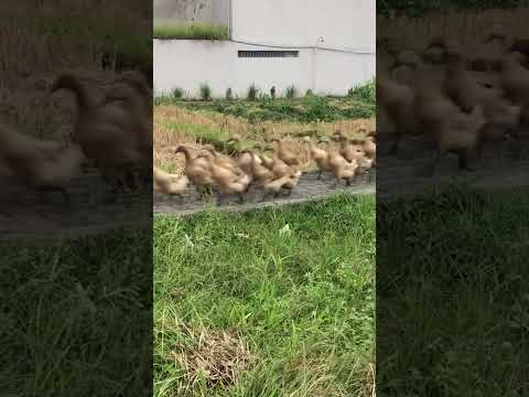 Army of Ducks Swarm Sidewalk!