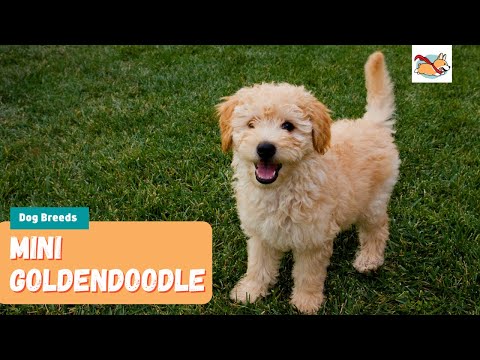 Mini Goldendoodle: 11 Things To Know About This Adorable Family Dog!