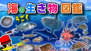 【子供が喜ぶ水族館】海の生き物 お魚さんたちが大集合！名前と特徴を動画で覚える生き物図鑑★イルカ・チンアナゴ・カニ・たこ・クラゲ★未就学児向け教育｜Fish【知育動画】sea animals