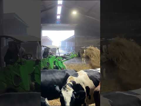 Farm Cows #shorts #fyp #cow #feeding #milking #hoofing