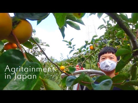 【vlog】3 boys' trip for fruit picking, rice terrace and shrine in Ukiha Fukuoka, Japan | 福岡うきは遠足