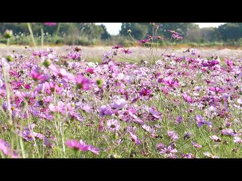 鴻巣 吹上の美しいコスモスの花々  Beautiful cosmos flowers in Fukiage, Konosu