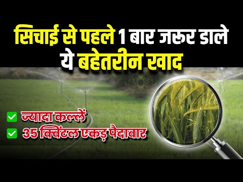 गेहूं में पहली सिंचाई और उर्वरक प्रबंधन | First Irrigation and Fertilizer in Wheat | लाभ और सुझाव