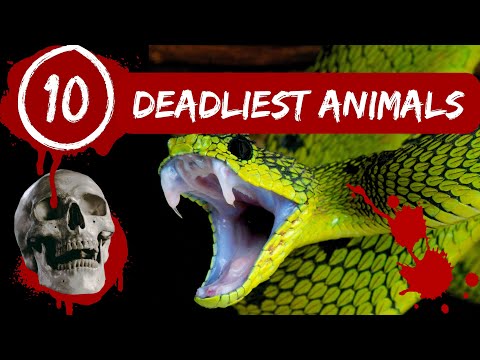 Ten Deadliest Animals On Earth - By Number of Deaths