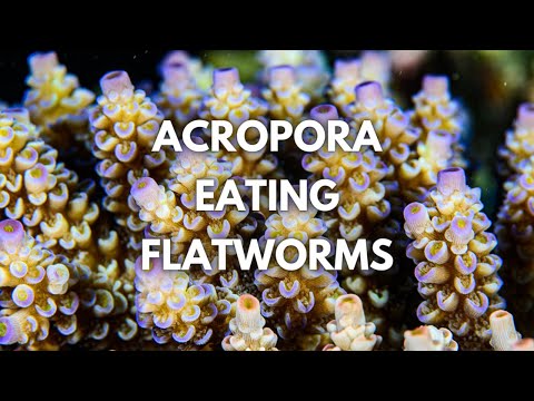 Managing ACRO EATING FLATWORMS with Cris Capp