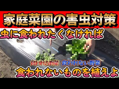 【害虫対策】隣同士でこんなに違う!?虫に食べられやすい野菜と食べられにくい野菜の比較!!【農業初心者】【園芸】【家庭菜園】