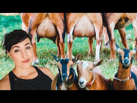 Breeding the PERFECT GOAT (milking udder, health, & body structure)