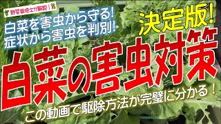 ハクサイの害虫対策（害虫から苗を守る方法）白菜の害虫一覧と駆除方法を完全解説！