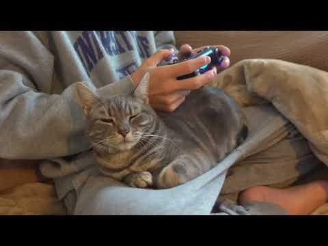 ゲーマーよ、猫を飼え。