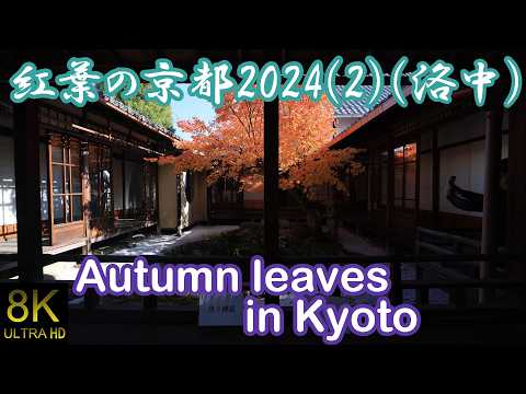 (8K)紅葉の京都2024年(2)、洛中の紅葉(2024/12/01) #kyoto #京都 #japan