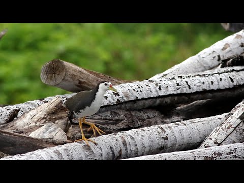 大鵬灣的白腹秧雞Amaurornis phoenicurus  （2024 08 06）