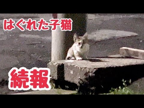 母猫を探して鳴いていた子猫の続報です