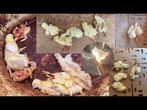 Update On Our Bad cycle | We Lost Over 40 broiler Chicken In 2 Weeks Of Brooding