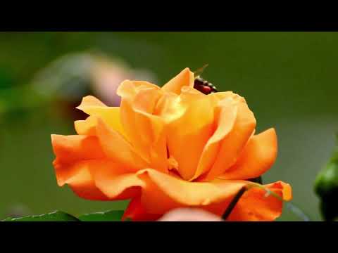 Bees on Flower | Copyright Free Video Footage