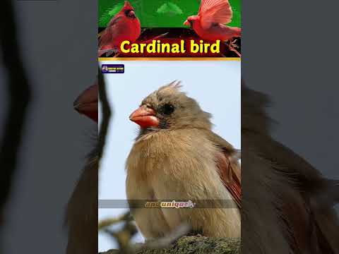 Red Jewel of Nature Bird | Stunning Documentary on Cardinal Bird | Creative Nature #birds #shorts