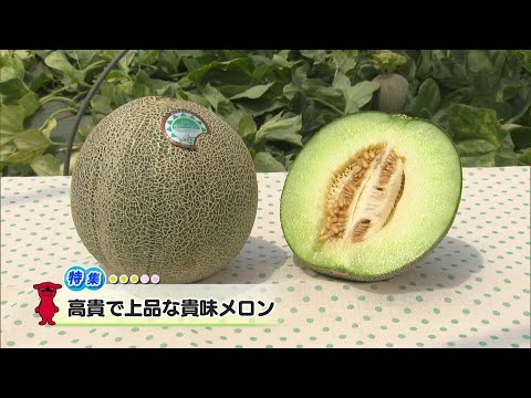 ウィークリー千葉県「高貴で上品な貴味メロン」R6/6/22