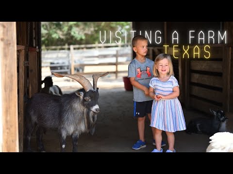 Farm Animals in Texas