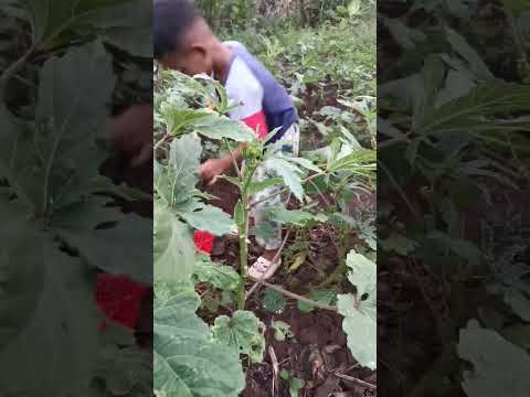 picking okra #harvesting