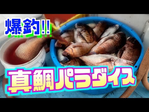 【真鯛】投げれば釣れる‼︎船首の3人だけで80枚！たまにはこんな日があっても良いよね