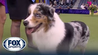 Ribbon the Australian Shepherd wins the WKC Herding Group | Westminster Kennel Club